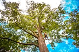 Best Tree Removal Service  in Brookville, PA