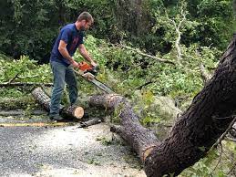 Best Tree Removal Service  in Brookville, PA