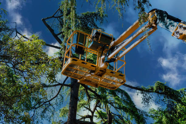 Best Arborist Consultation Services  in Brookville, PA