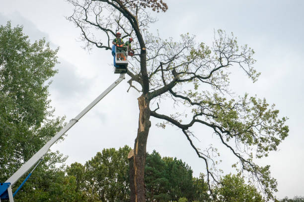 Best Palm Tree Trimming  in Brookville, PA