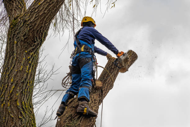  Brookville, PA Tree Services Pros