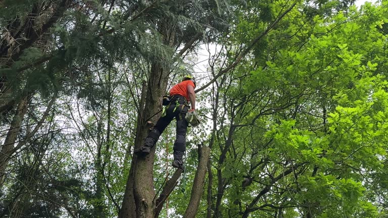 Best Hedge Trimming  in Brookville, PA