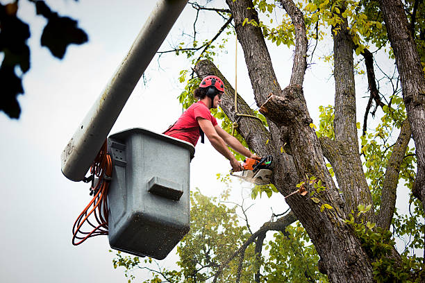 Best Tree Risk Assessment  in Brookville, PA