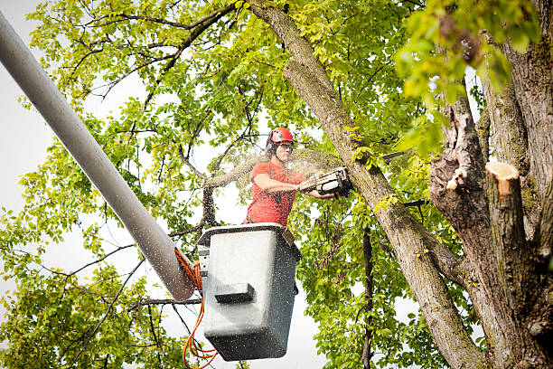 Best Fruit Tree Pruning  in Brookville, PA