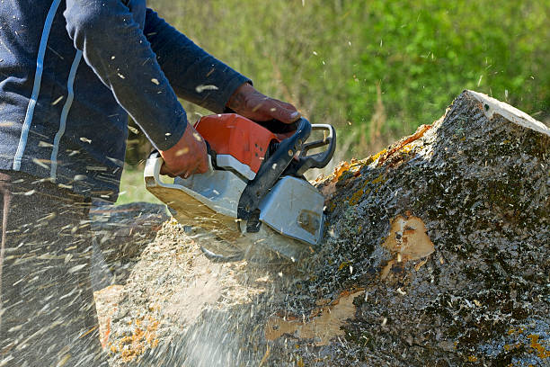 Best Tree Disease Treatment  in Brookville, PA